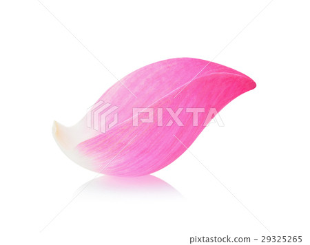 Closeup on lotus petal isolate on white background Closeup on lotus petal isolate on white background 29325265