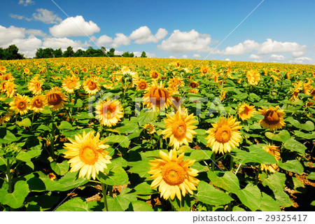 向日葵田 29325417