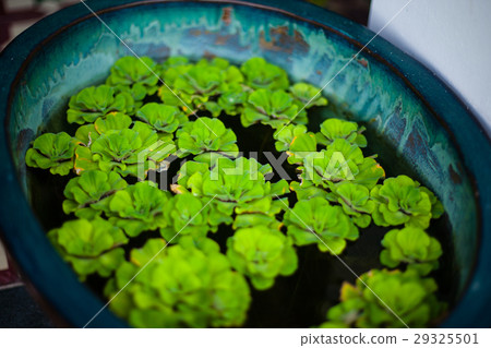 Plants, flowerpots, flowerbed in the largest Plants, flowerpots, flowerbed in the largest 29325501