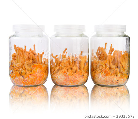 Three fresh Cordyceps in glass bottles Three fresh Cordyceps in glass bottles 29325572