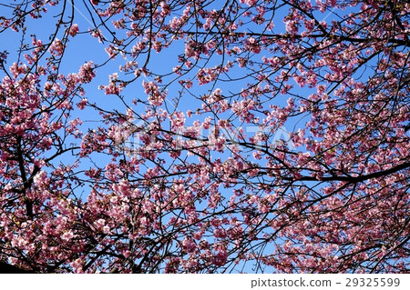 Kawazu櫻桃樹風景 Kawazu櫻桃樹風景 29325599