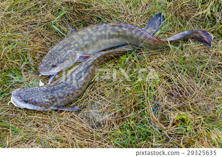 Two caught Siberian burbots Two caught Siberian burbots 29325635
