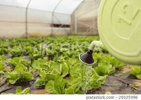 Young woman watering green salad in greenhouse in 29325996