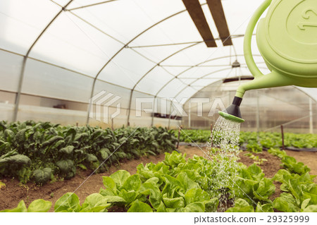 Young woman watering green salad in greenhouse in Young woman watering green salad in greenhouse in 29325999