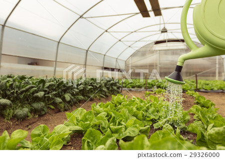 Young woman watering green salad in greenhouse in Young woman watering green salad in greenhouse in 29326000