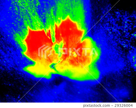 Infrared scan of leaf river. Maple leaf in stream Infrared scan of leaf river. Maple leaf in stream 29326004