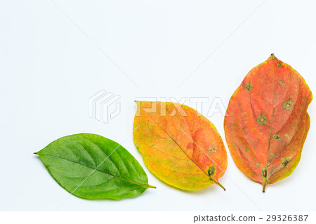 Deciduous persimmon leaves Deciduous persimmon leaves 29326387