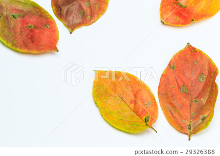 Deciduous persimmon leaves Deciduous persimmon leaves 29326388