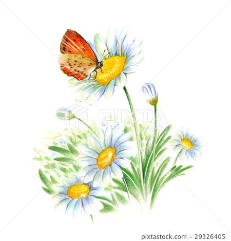 Spring flowers and butterflies - Stock Illustration [29326405] - PIXTA