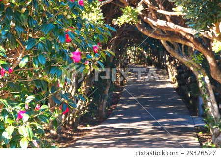 Kushimoto Oshima的山茶花路 29326527