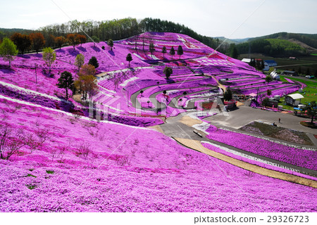 Shiba-zakura garden 29326723