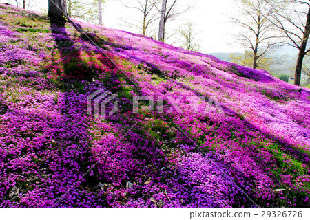 Shiba-zakura花園 29326726