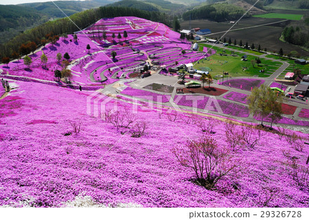 Shiba-zakura花園 29326728