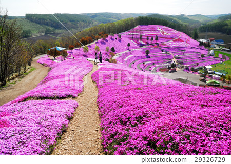 Shiba-zakura garden 29326729