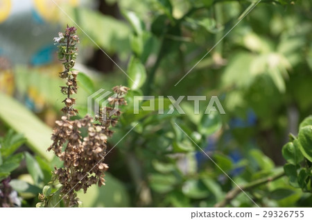 Flower, Tree and Gardening. 29326755