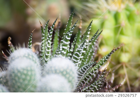 Flower, Tree and Gardening. Flower, Tree and Gardening. 29326757