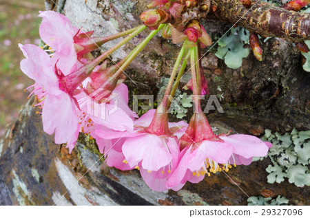 櫻花 櫻花 29327096