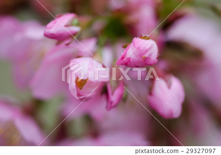 櫻花 29327097
