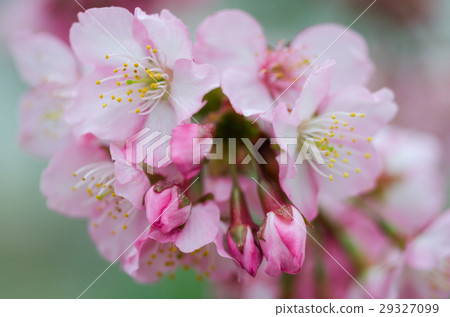 櫻花 櫻花 29327099