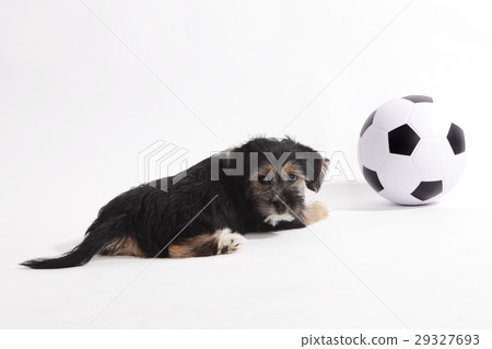 Puppy with football Puppy with football 29327693