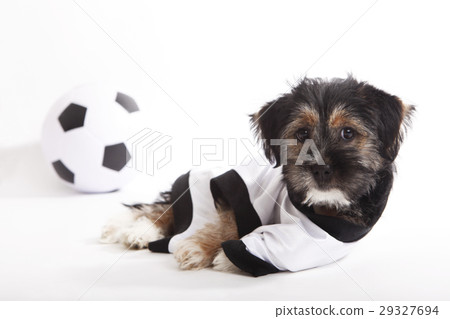 Puppy with Germany jersey Puppy with Germany jersey 29327694