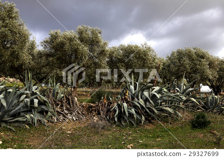 Beautiful landscape in Ifrane Beautiful landscape in Ifrane 29327699