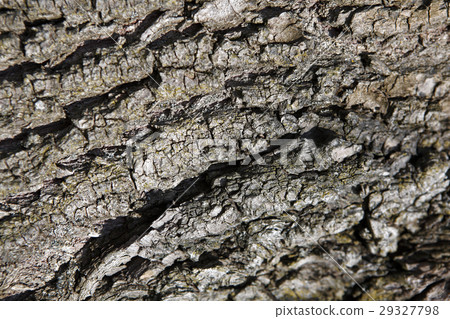 Bark of a tree Bark of a tree 29327798