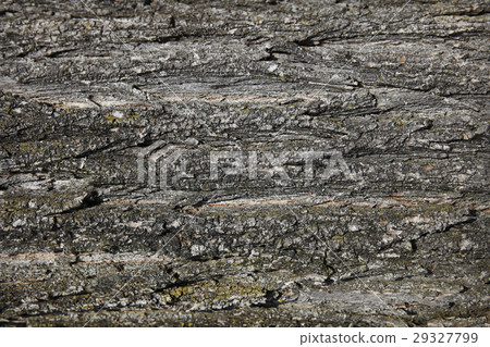 Bark of a tree Bark of a tree 29327799