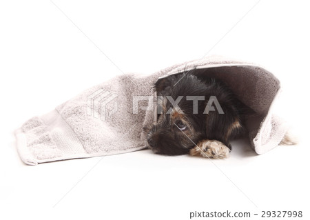 Young Terrier on the blanket Young Terrier on the blanket 29327998