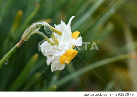 下雨天：花壇花“水仙花”大阪府枚方 29328079