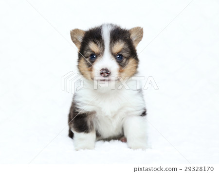 Corgie puppy Corgie puppy 29328170