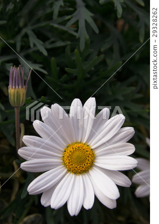 白瑪格麗特 29328262