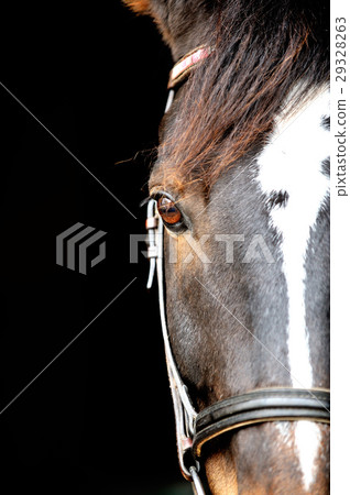 純種 純種 29328263