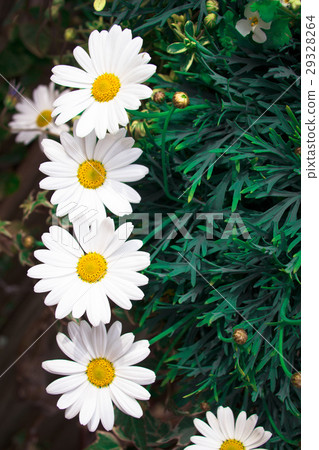 瑪格麗特對齊 29328264