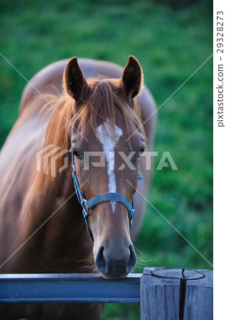 純種 純種 29328273