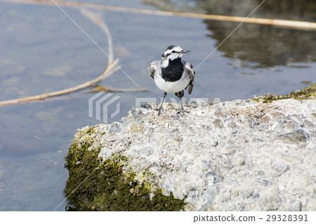 Boxing cherry blossoms 29328391
