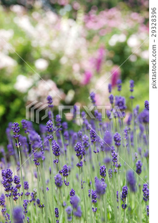 lavender lavender 29328396
