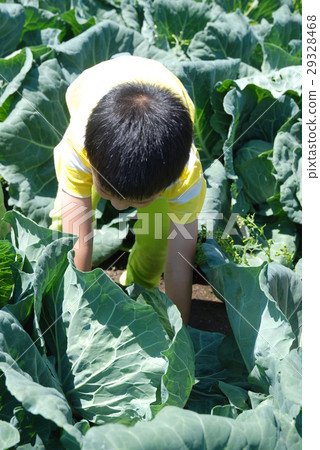 Cabbage Harvest Cabbage Harvest 29328468