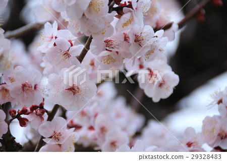 plum plum 29328483