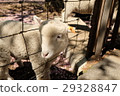 Troubled lamb 29328847
