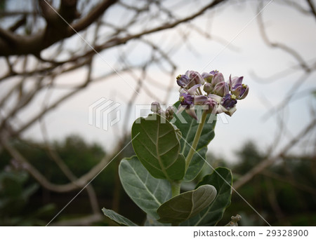 Calotropis gigantea, purple flowers 29328900