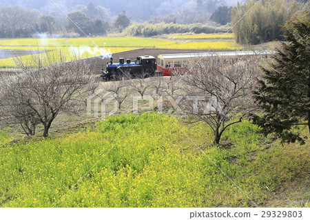 春天小湊鐵路 29329803