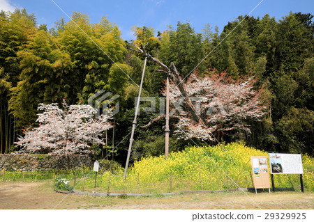 Omi Prefecture Hiji-machi Toyooka's Cherry Blossom (also known as Cherry Blossom at the Castle Town House, Cherry Blossoms at the Shooya, Higanbakura) 29329925