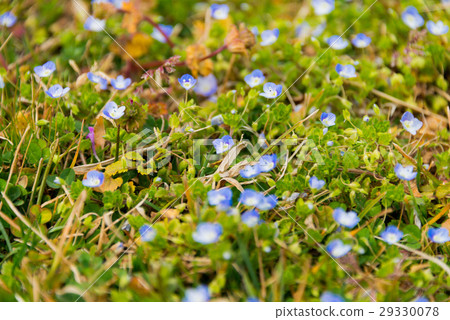 春天野草Ouninunoguri 29330078