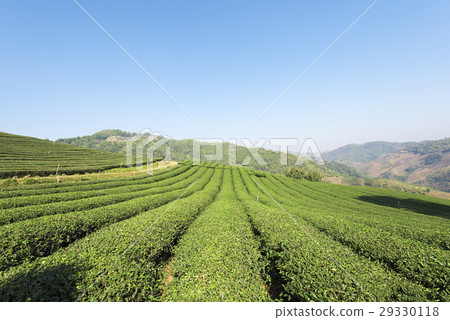 Tea plantation at Doi Mae Salong, Chiang Rai Tea plantation at Doi Mae Salong, Chiang Rai 29330118