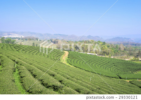 Tea plantation at Mae Chan, Chiang Rai 29330121