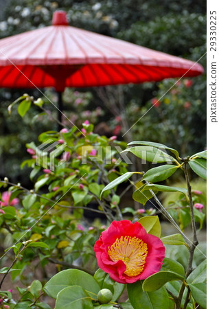 山茶花園 29330225