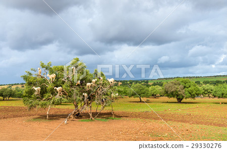 Goats graze in an argan tree - Morocco Goats graze in an argan tree - Morocco 29330276