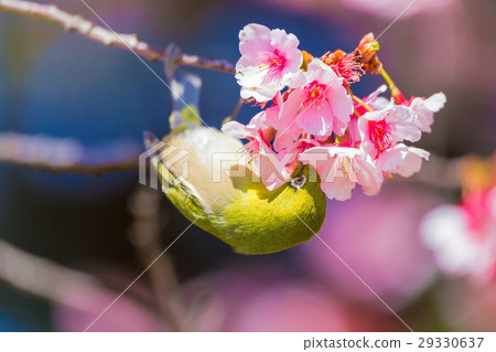 櫻花觀眾 櫻花觀眾 29330637