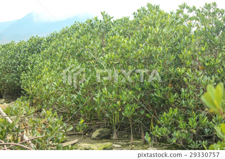 水筆仔 水筆仔 29330757